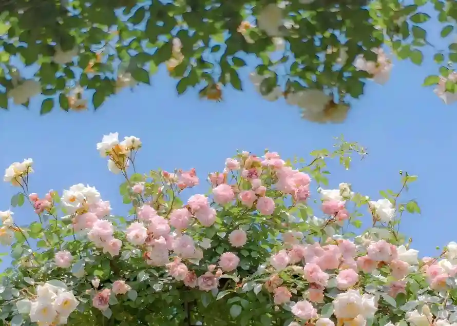 6k玫瑰壁纸-绿植 - 花卉-花海「哲风壁纸」