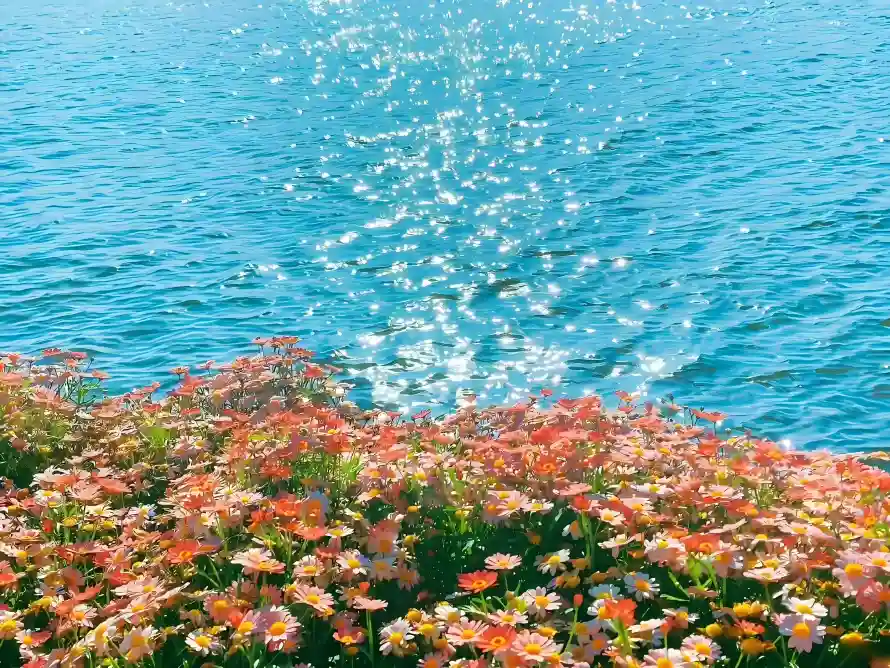 6k海景壁纸-花卉 - 玫瑰花-自然风景「哲风壁纸」