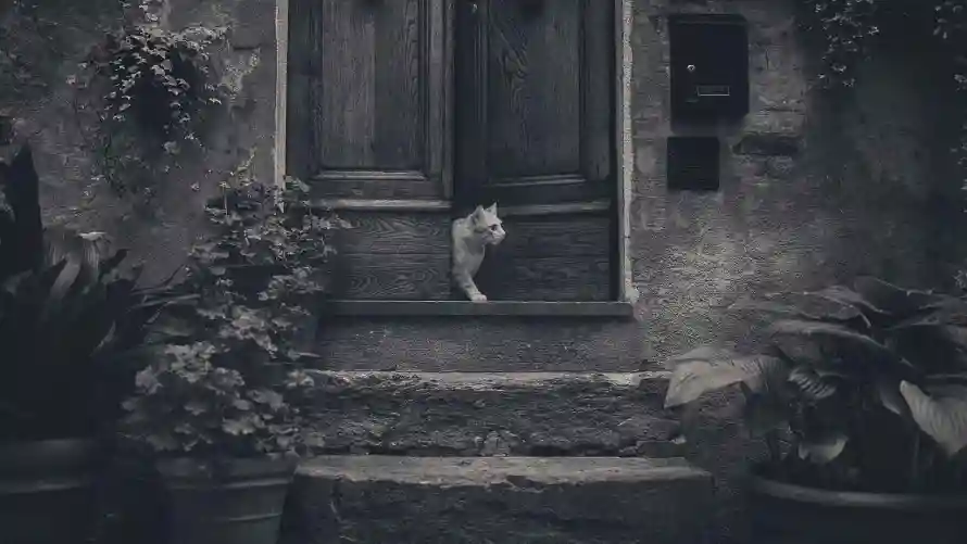 2k回忆壁纸-猫 - 回忆元素-怀旧场景「哲风壁纸」