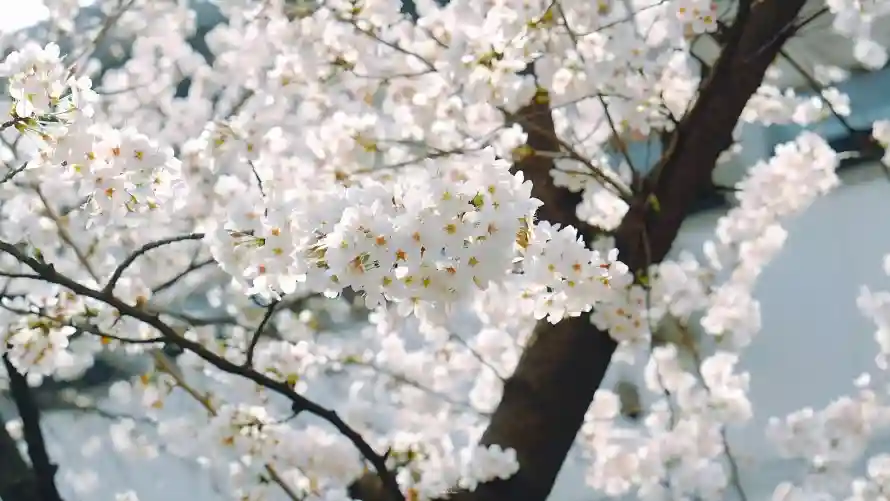 3k春日壁纸-桃花 - 满枝-烂漫「哲风壁纸」