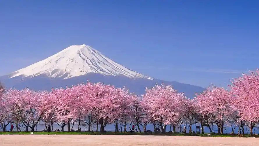 2k樱花壁纸-雪山 - 富士山-春季景色「哲风壁纸」