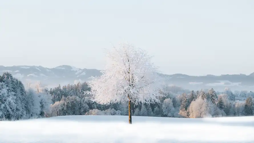 4k森林壁纸-雪景 - 冬日景色-自然风光「哲风壁纸」