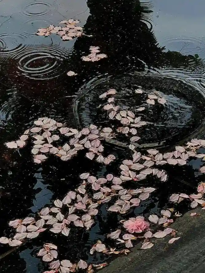 4k花雨壁纸 - 花 - 雨 - 落花「哲风壁纸」