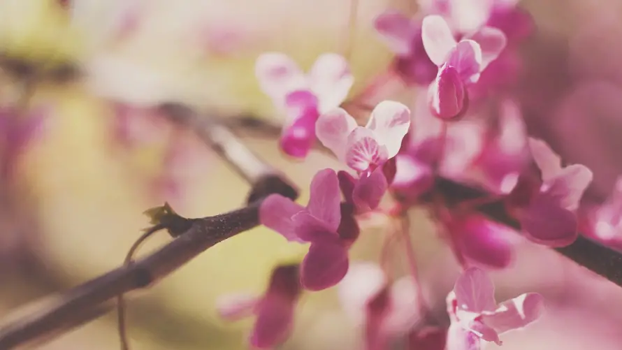 4k花卉壁纸-花 - 花枝-风景「哲风壁纸」