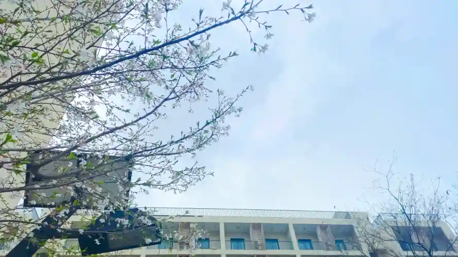 4k天空壁纸-花 - 建筑-春日「哲风壁纸」