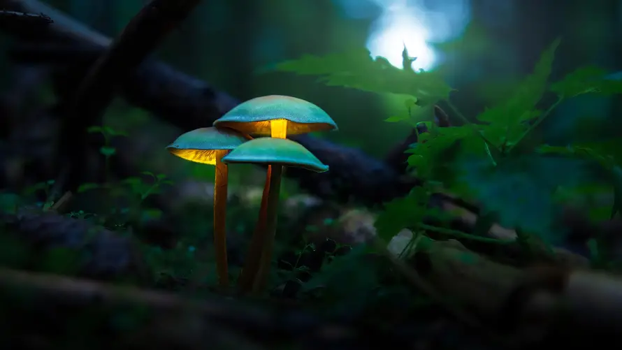 4k壁纸壁纸-梦幻 - 背景-蘑菇「哲风壁纸」