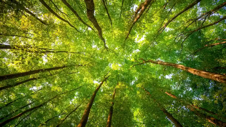 4k壁纸壁纸-森林 - 森林景观-森林背景「哲风壁纸」