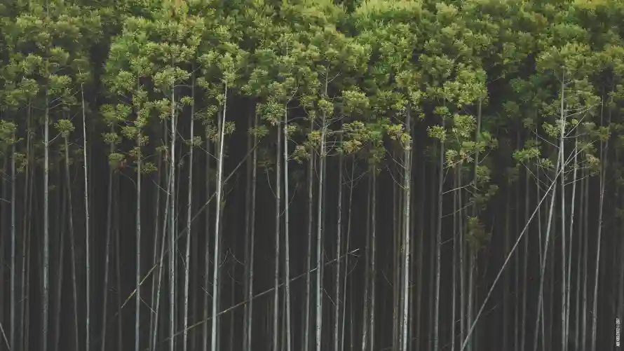 4k壁纸壁纸-林木 - 森林-背景「哲风壁纸」