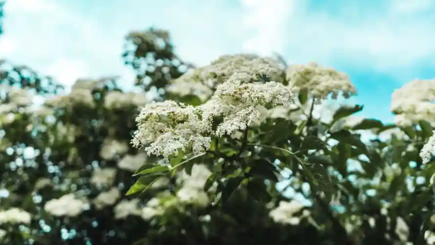 4k壁纸壁纸-花 - 植物-白花「哲风壁纸」