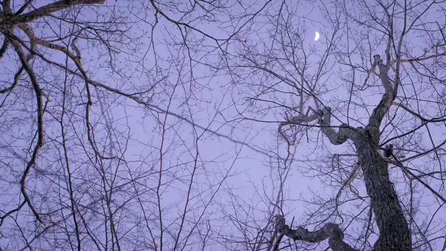 4k壁纸壁纸-夜空 - 树枝-背景「哲风壁纸」