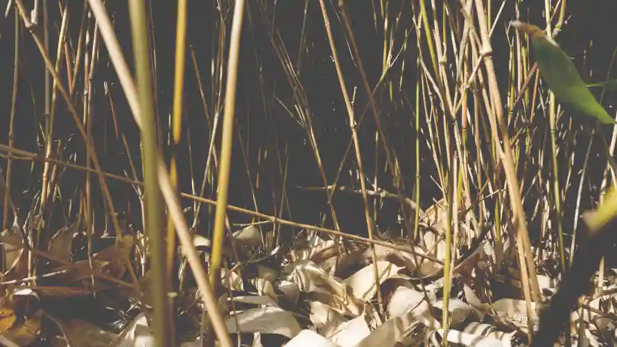 4k壁纸壁纸-植物 - 背景-自然「哲风壁纸」