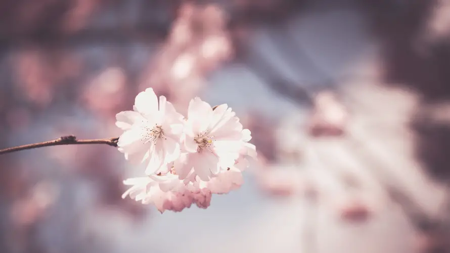 4k壁纸壁纸-花 - 樱花-花卉「哲风壁纸」