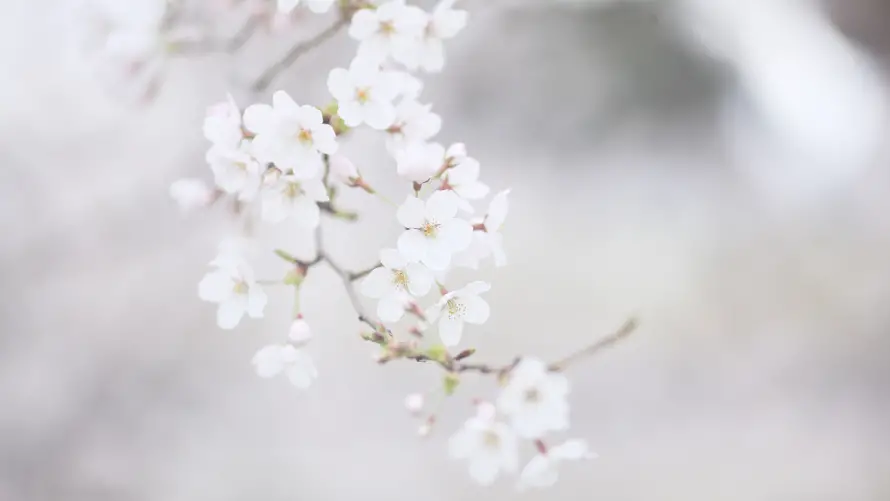 6k壁纸壁纸-花 - 春日-樱花「哲风壁纸」