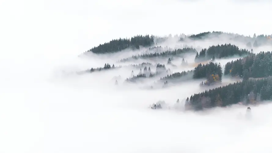4k森林壁纸-雾 - 自然-雾景「哲风壁纸」