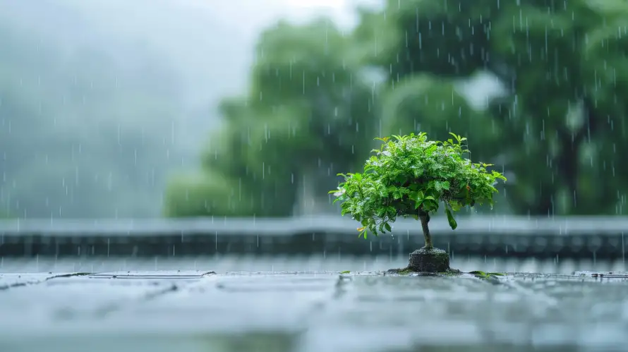 6k树木壁纸-雨 - 清新-绿植「哲风壁纸」