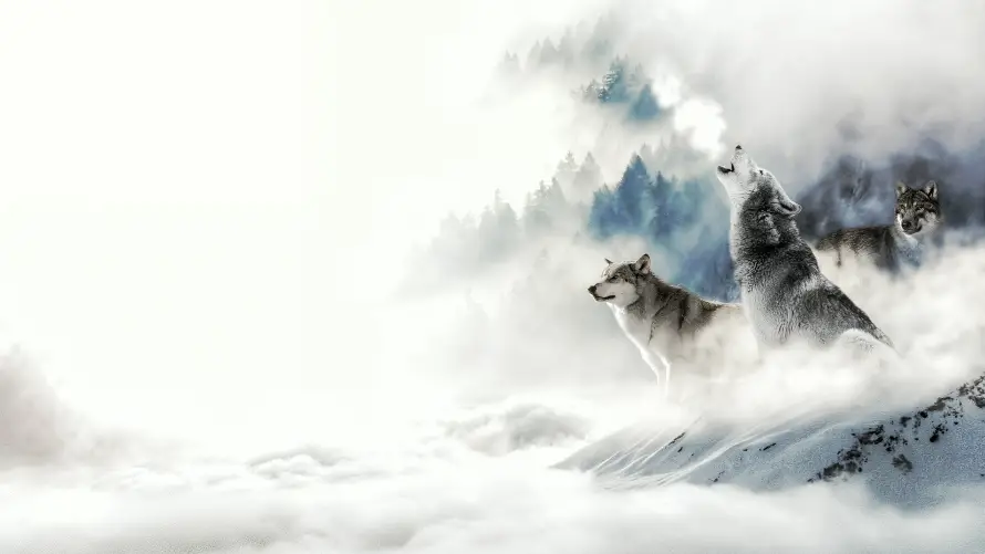 4k动物壁纸 - 狼群 - 自然 - 雪山「哲风壁纸」 4k动物壁纸 - 狼群 - 自然 - 雪山「哲风壁纸」