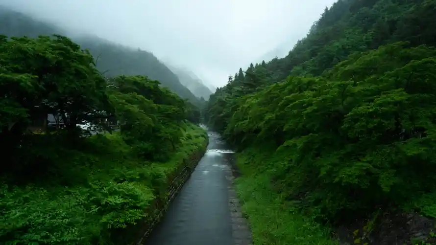 5k森林壁纸-河流 - 清新-绿意「哲风壁纸」