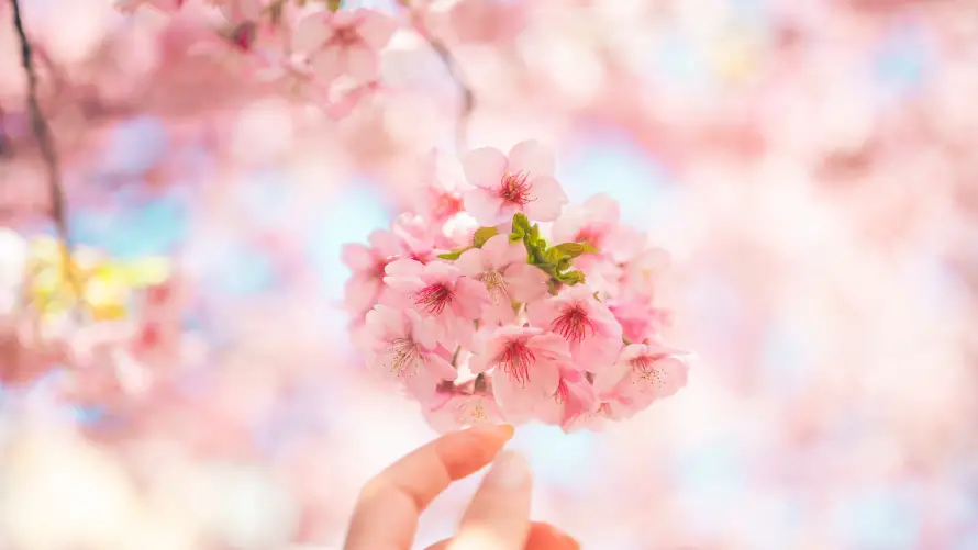 4k春日壁纸-樱花 - 浪漫-花卉「哲风壁纸」