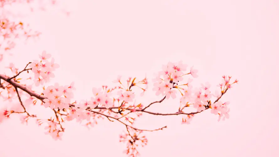 5k樱花壁纸-花 - 烂漫-花卉「哲风壁纸」