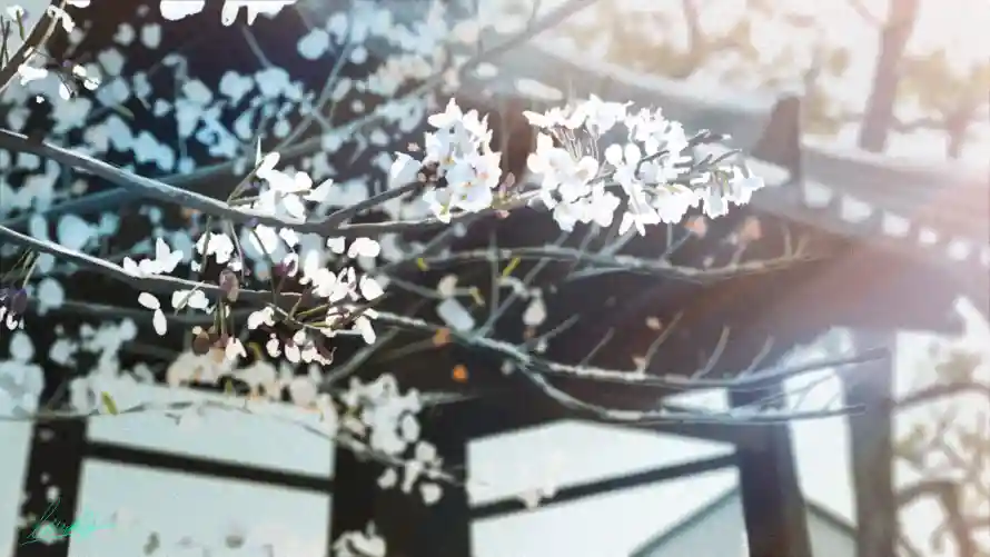 4k动漫壁纸-花 - 背景-花枝「哲风壁纸」