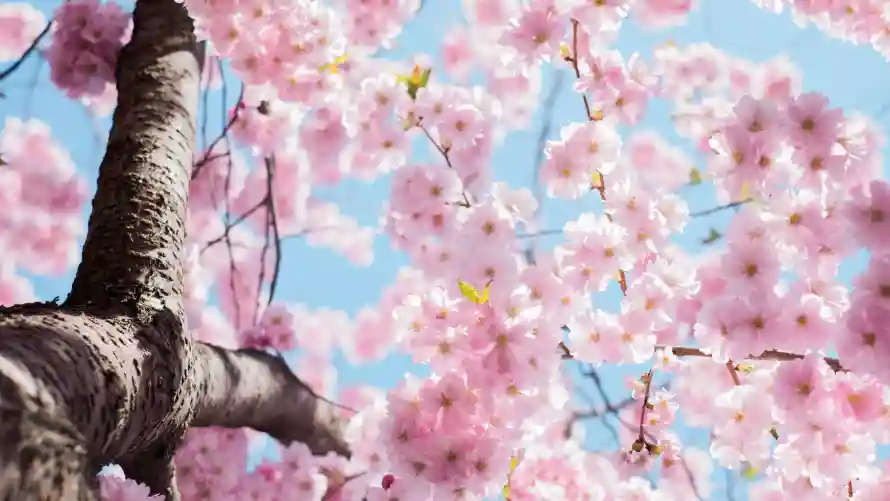 4k樱花壁纸-花枝 - 蓝天-风景「哲风壁纸」