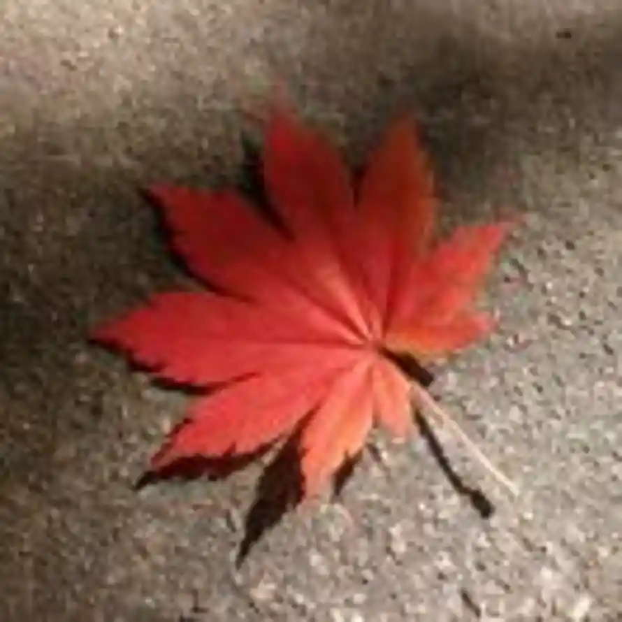 Brave的头像