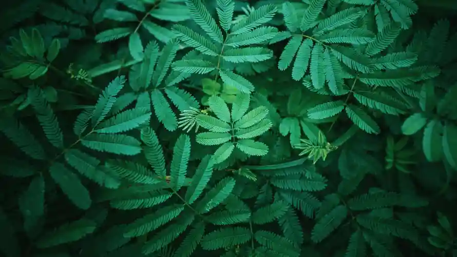 6k植物壁纸-清新 - 绿叶-绿意「哲风壁纸」