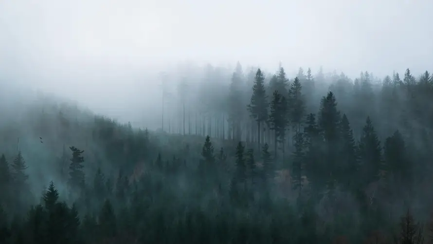 5k意境壁纸-森林 - 自然-风景「哲风壁纸」