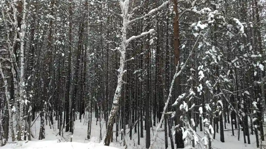 4k森林壁纸-雪景 - 雪林-风景「哲风壁纸」