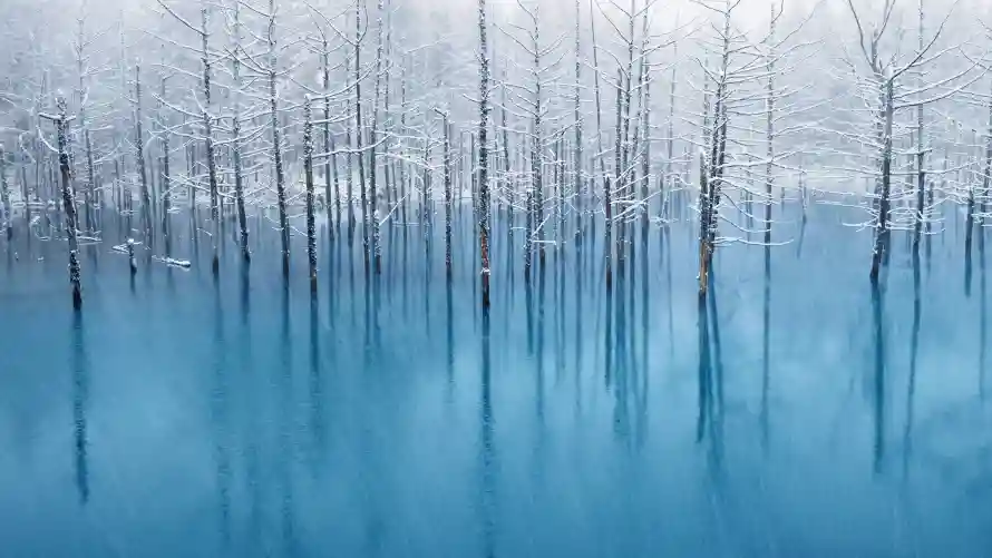 5k森林壁纸-蓝色 - 风景-梦幻森林「哲风壁纸」