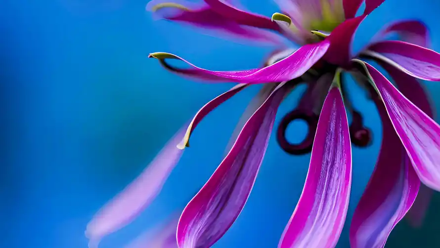 4k植物壁纸-背景 - 花卉-高清「哲风壁纸」