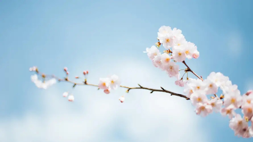 4k春日壁纸-花 - 樱花-蓝天「哲风壁纸」