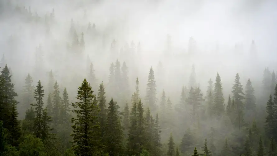 8k山林壁纸-朦胧 - 森林-雾景「哲风壁纸」