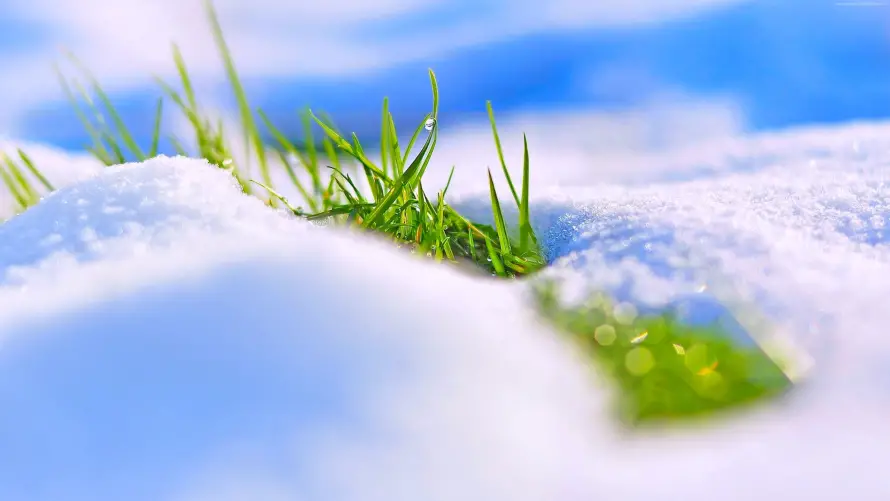 4k下雪壁纸-雪 - 冬天-绿草「哲风壁纸」 4k下雪壁纸-雪 - 冬天-绿草「哲风壁纸」