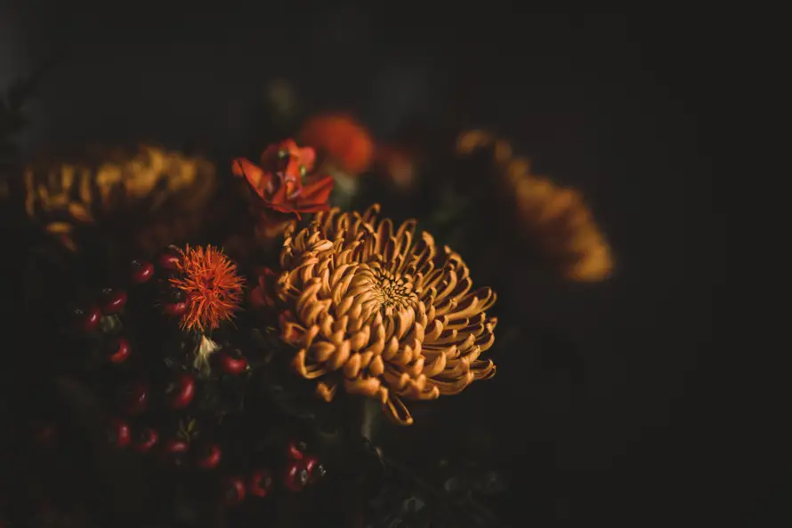 8k氛围壁纸-秋天 - 秋菊-花卉「哲风壁纸」