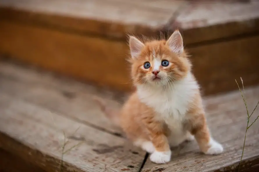 3k可爱壁纸-猫 - 小猫-萌猫「哲风壁纸」