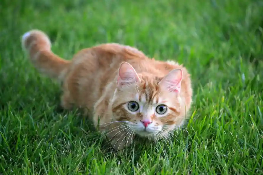 2k可爱壁纸-猫 - 猫咪-草地「哲风壁纸」