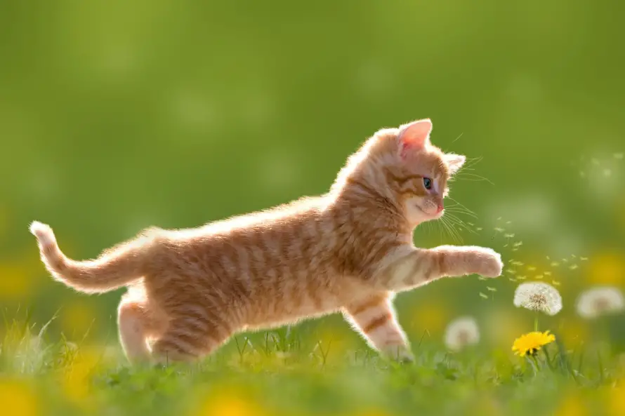 4k可爱壁纸-猫 - 小猫-猫咪「哲风壁纸」
