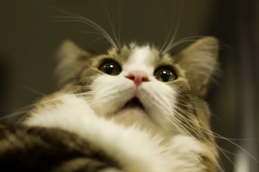5k惊讶壁纸-猫 - 猫猫-萌趣「哲风壁纸」