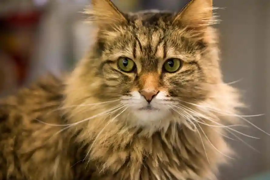 6k可爱壁纸-猫 - 萌猫-可爱猫「哲风壁纸」