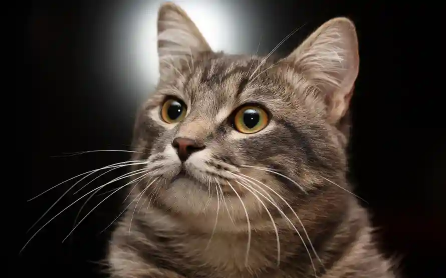 4k聪明壁纸 - 猫 - 萌猫 - 喵星人「哲风壁纸」 4k聪明壁纸 - 猫 - 萌猫 - 喵星人「哲风壁纸」