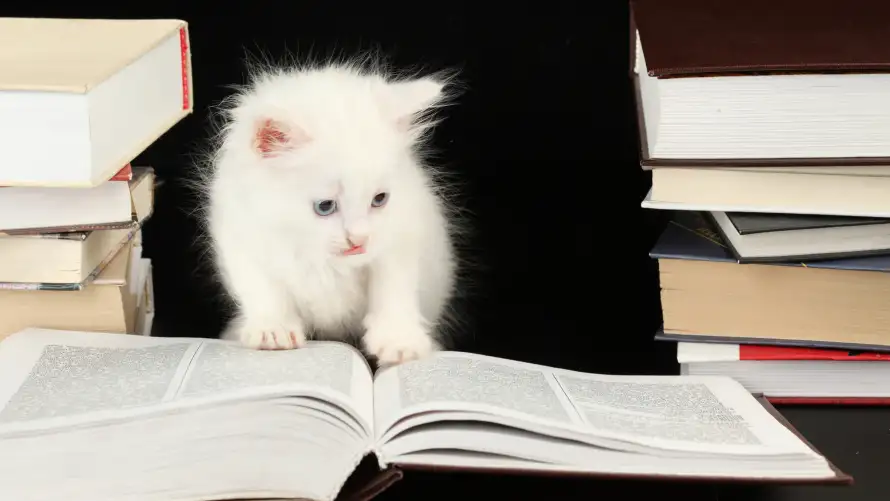 5k书堆壁纸-猫 - 书本-可爱「哲风壁纸」