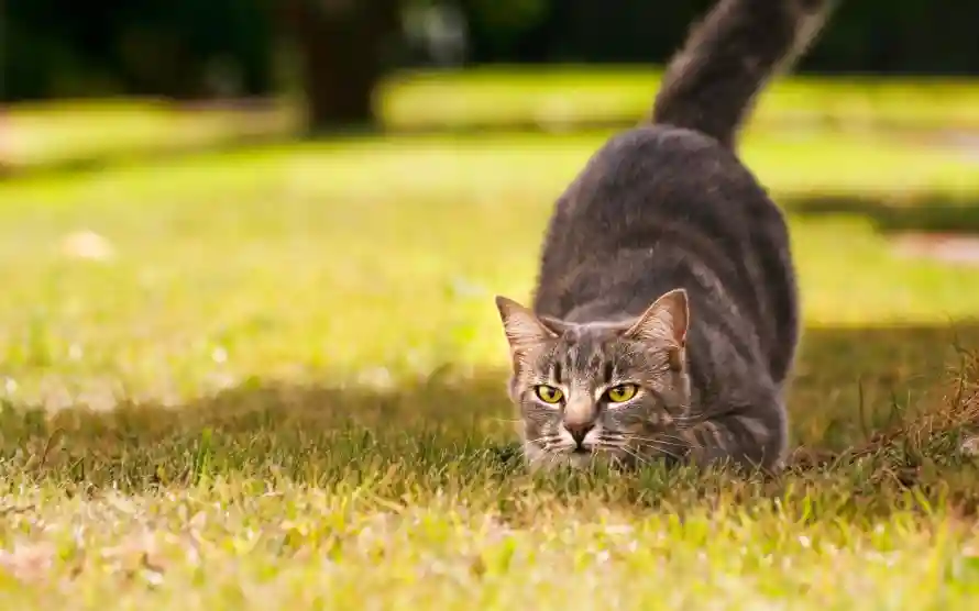 3k可爱壁纸-猫 - 草地-可爱猫咪「哲风壁纸」