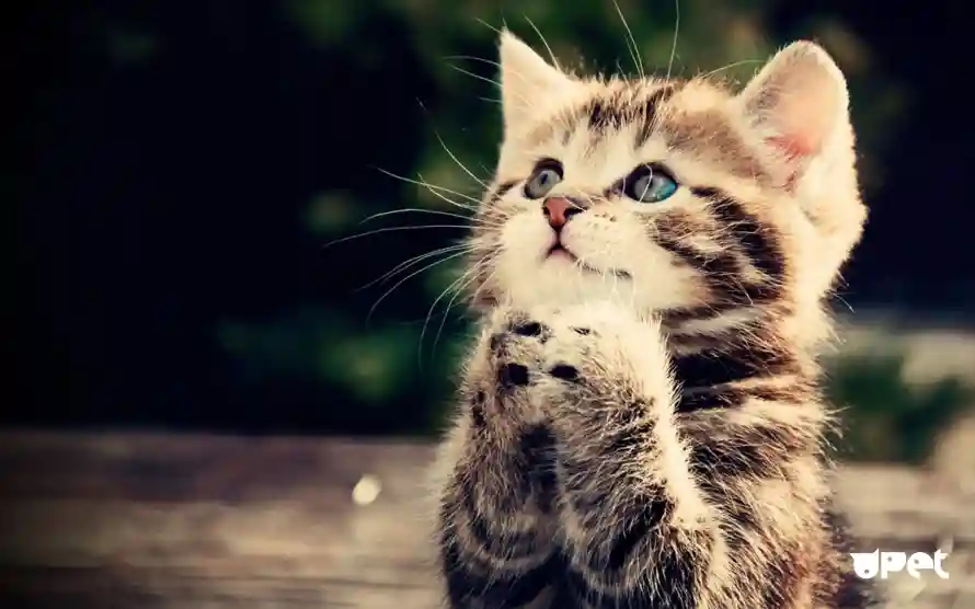 4k可爱壁纸-猫 - 萌猫-乖巧猫咪「哲风壁纸」