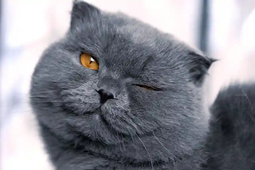 4k可爱壁纸-猫 - 猫咪-英短「哲风壁纸」