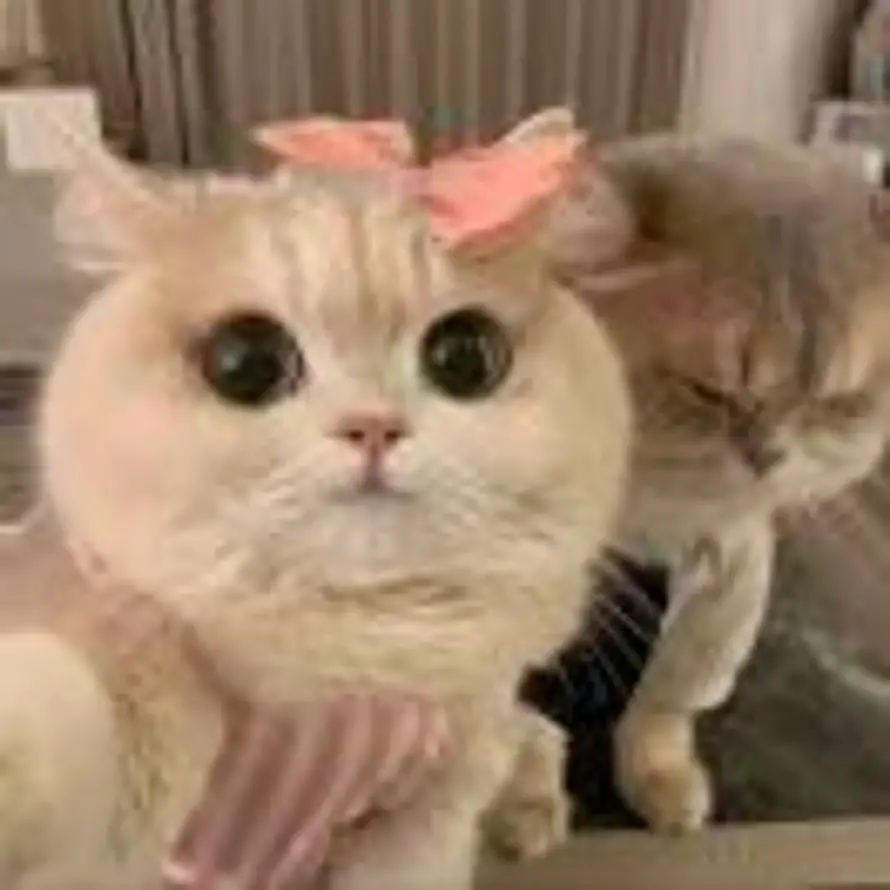 亖亖的头像
