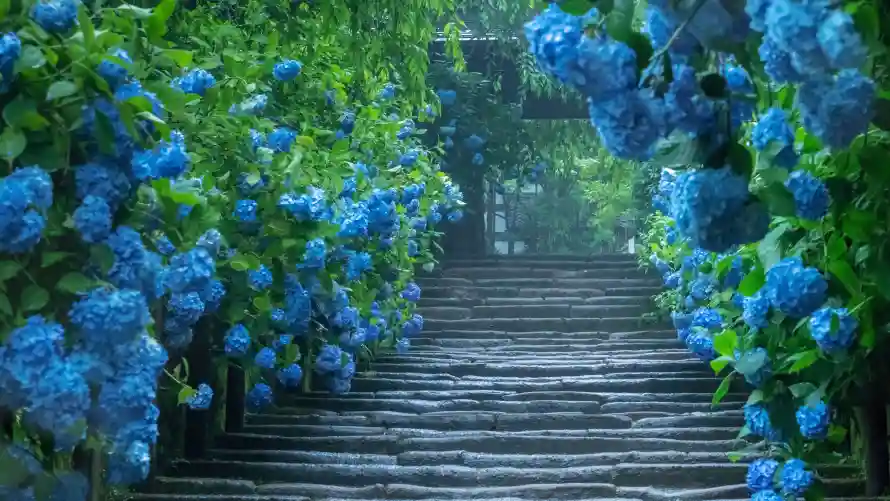 7kAI壁纸-木径 - 二次元-蓝绣球「哲风壁纸」