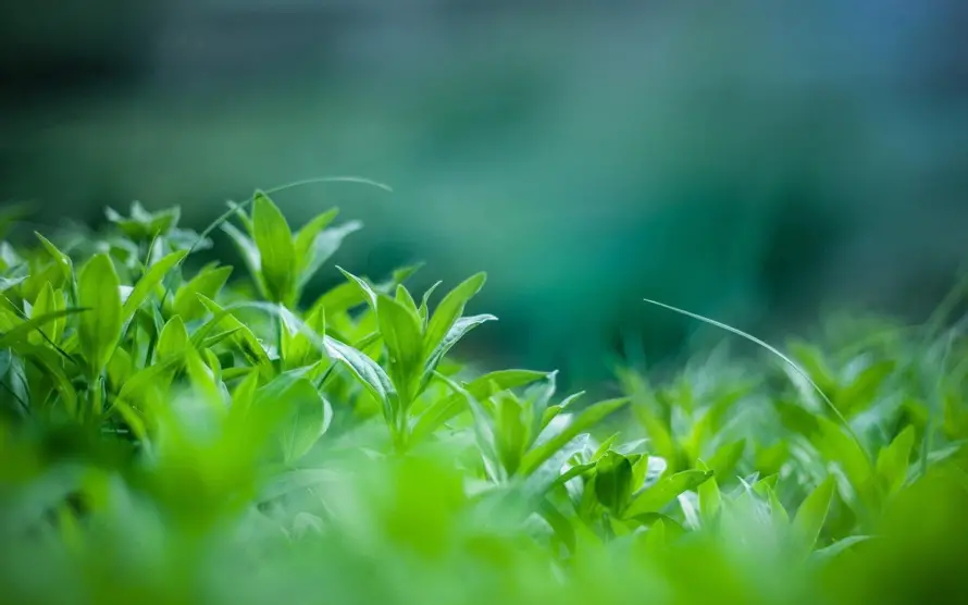 2k护眼壁纸-植物 - 护眼绿植-植物背景「哲风壁纸」