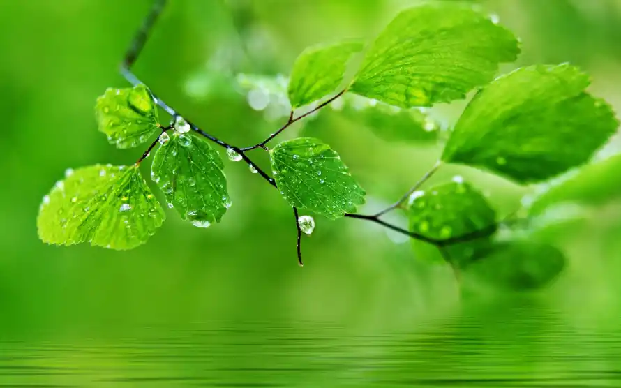 2k护眼壁纸-植物 - 水珠-清新「哲风壁纸」