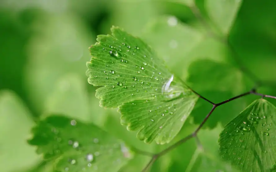 2k护眼壁纸-植物 - 水珠-清新「哲风壁纸」